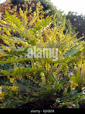 Mahonia x Liebe aufrecht duftenden gelben Blüten Stockfoto