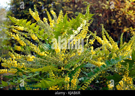 Mahonia x Liebe aufrecht duftenden gelben Blüten Stockfoto