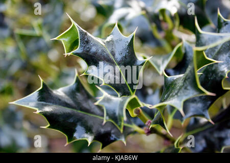 Stechpalme Ilex aquifolium englischer Zweig nach Unwetter Stockfoto