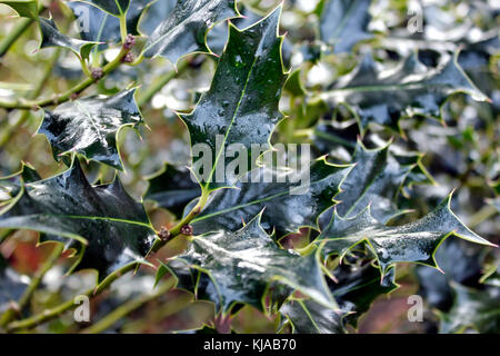 Stechpalme Ilex aquifolium englischer Zweig nach Unwetter Stockfoto