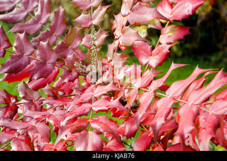 Mahonia x media Winter Sonne im Herbst mit satten Farben Stockfoto