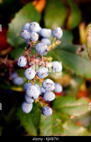 Mahonia aquifolium Herbst blaue Beeren Stockfoto