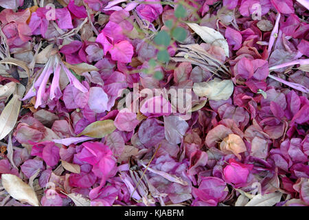 Blick über rosa Bougainvillea Blüten auf der Erde außerhalb in Los Angeles, Kalifornien, USA KATHY DEWITT Stockfoto