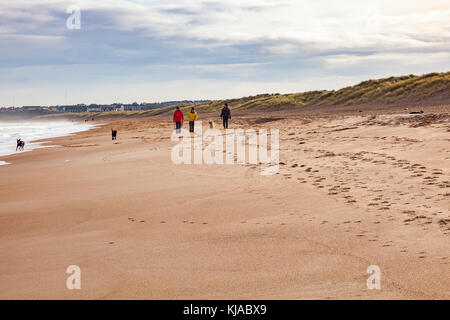 Hund Spaziergänger auf dem Sandstrand zwischen Seaton Sluice und Blyth an einem kalten Wintertag mit Spray von den brechenden Wellen, Northumberland, Großbritannien Stockfoto