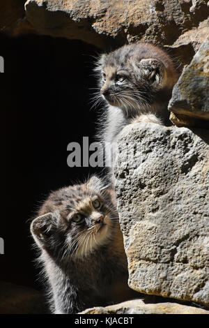 Nahaufnahme Portrait von zwei süße Kätzchen manul (otocolobus manul Pallas oder Katze) versteckt in den Felsen und mit Blick und beobachtete aufmerksam gemacht, Low Angle vie Stockfoto