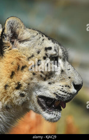 Nahaufnahme Seite Profil Portrait von Snow Leopard (oder Unze, panthera uncia) Weg suchen, Low Angle View Stockfoto