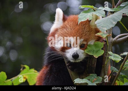 Bis Porträt einer niedlichen Roten Panda auf grüner Baum in der Nähe, an der Kamera suchen, Low Angle View Stockfoto