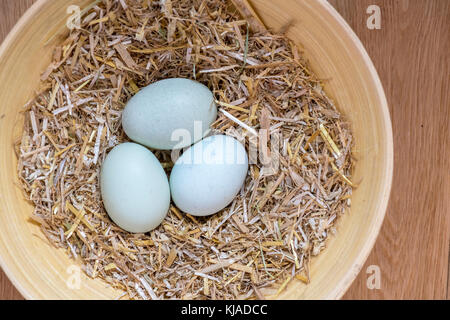 Drei blaue Eier in einem Nest aus Heu, die Thesen Rassen legbar, ameraucana, araucana und Ostern Hühner festgelegt sind, über Ansicht kopieren s unterzubringen Stockfoto