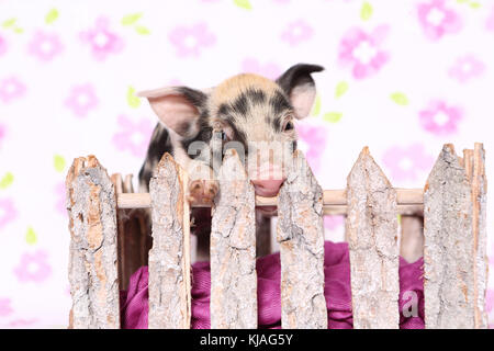 Hausschwein, Turopolje x?. Ferkel in einem kleinen Gehäuse. Studio Bild gegen einen weißen Hintergrund mit Blume drucken gesehen. Deutschland Stockfoto