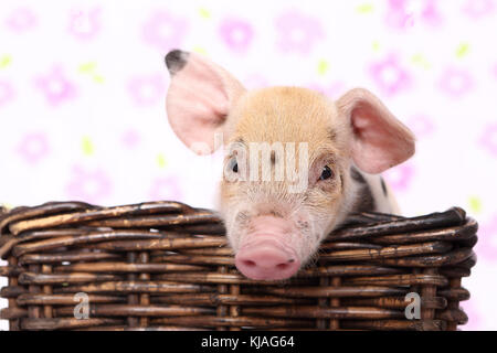 Hausschwein, Turopolje x?. Ferkel in einem Korb. Studio Bild gegen einen weißen Hintergrund mit Blume drucken gesehen. Deutschland Stockfoto