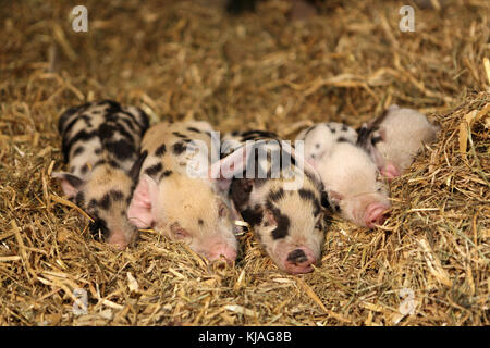 Hausschwein, Turopolje x?. Ferkel Schlafen im Stroh. Deutschland Stockfoto