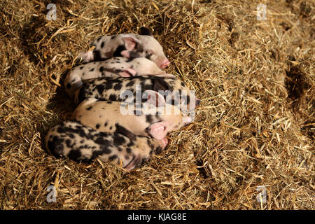 Hausschwein, Turopolje x?. Ferkel Schlafen im Stroh. Deutschland Stockfoto