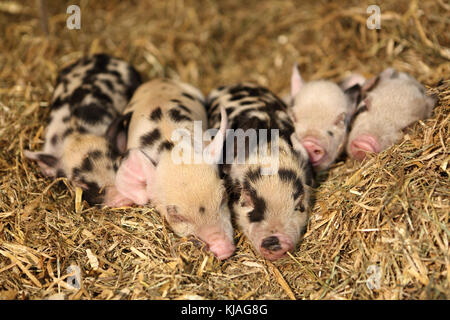 Hausschwein, Turopolje x?. Ferkel Schlafen im Stroh. Deutschland Stockfoto