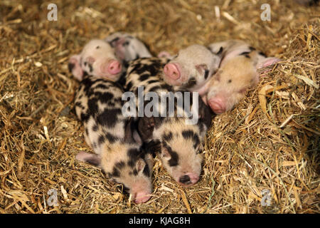 Hausschwein, Turopolje x?. Ferkel Schlafen im Stroh. Deutschland Stockfoto