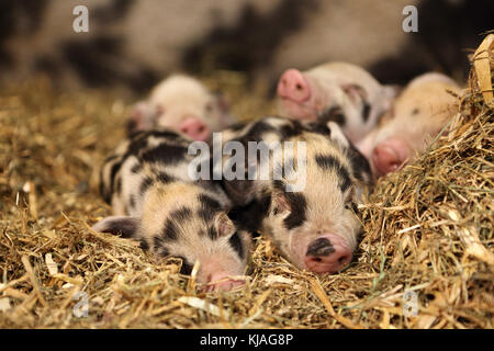 Hausschwein, Turopolje x?. Ferkel Schlafen im Stroh. Deutschland Stockfoto