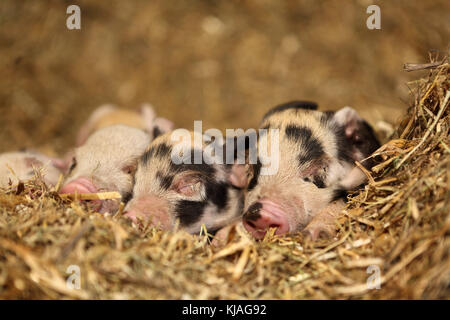 Hausschwein, Turopolje x?. Ferkel Schlafen im Stroh. Deutschland Stockfoto