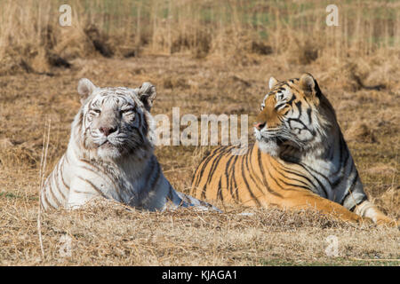 Weißen Asiatischen (Bengalen) Tiger (Panthera tigris tigris), Weibliche ruht entspannt naerby einer normalen farbigen Männlich Stockfoto