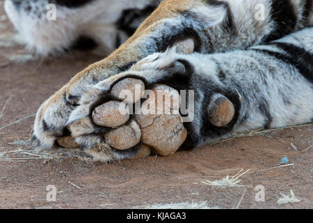 Weißen Asiatischen (Bengalen) Tiger (Panthera tigris tigris), forlegs, Paw, Fußsohle sichtbar Stockfoto