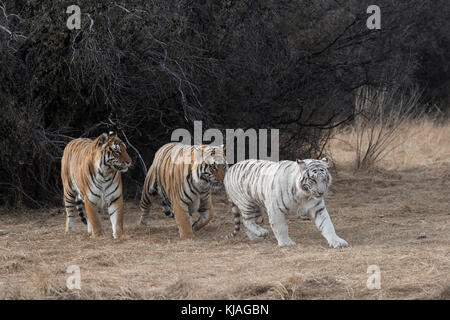 Asiatische (Bengalen) Tiger (Panthera tigris tigris), zwei normale (Männchen) und einem weißen (weiblich) in der Brunft, einer der Männer ist die Weiße Tigerin Sohn und sie weigert sich zu paaren mit ihm, wie er verzweifelt versucht, ihre Gunst zu gewinnen, Kupplung Stockfoto