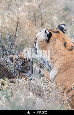 Asiatische (Bengalen) Tiger (Panthera tigris tigris), Weibliche ruht mit seiner Cub in einem Ausblenden Stockfoto