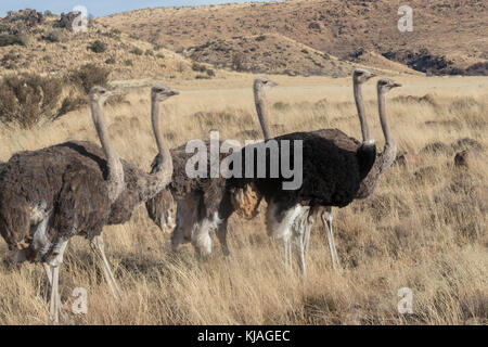 Strauß (Struthio camelus), drei Frauen und ein Mann auf der Suche nach Nahrung im oberen Karoo Stockfoto