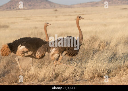 Strauß (Struthio camelus), Paar in der oberen Karoo Stockfoto