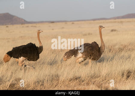 Strauß (Struthio camelus), Paar in der oberen Karoo Stockfoto