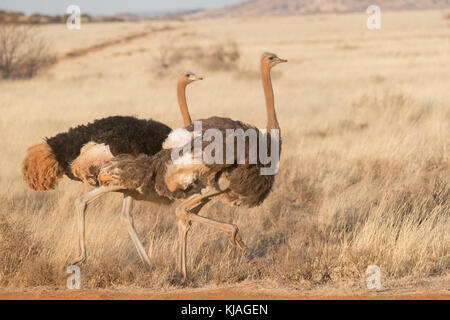 Strauß (Struthio camelus), Paar in der oberen Karoo Stockfoto