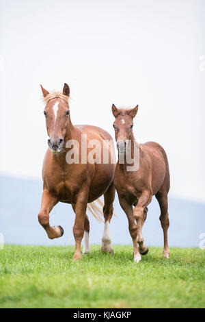 Freiberger Pferd, Delémont. Chestnut Stute mit Fohlen Traben auf einer Weide. Schweiz Stockfoto