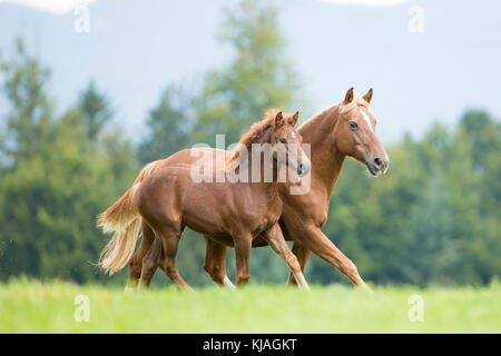 Freiberger Pferd, Delémont. Chestnut Stute mit Fohlen Traben auf einer Weide. Schweiz Stockfoto