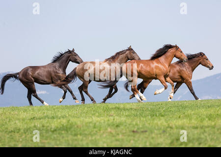 Inländische Pferd. Herde von jungen Hengsten verschiedener Rassen gallopieren auf einer Weide. Schweiz Stockfoto