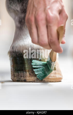 Inländische Pferd. Huf Fett zu einen Huf angewendet. Österreich Stockfoto