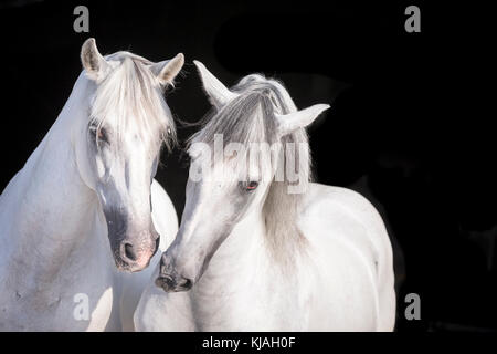 Reine Spanische Pferd, Andalusische. Porträt von zwei graue Hengste, vor einem schwarzen Hintergrund gesehen. Deutschland Stockfoto