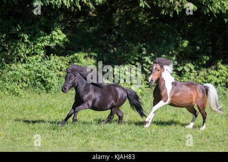 Shetland Pony. Skewbald Mare und schwarzen Wallach gallopieren auf einer Weide. Österreich Stockfoto