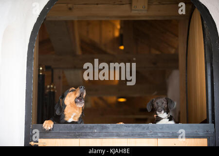 Tiroler Bracke und gemischte Rasse Hund suchen über eine stabile Tür. Österreich Stockfoto