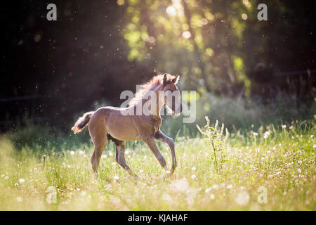Deutsches Reitpony. Hengstfohlen galoppierenden bin eine Wiese. Deutschland Stockfoto