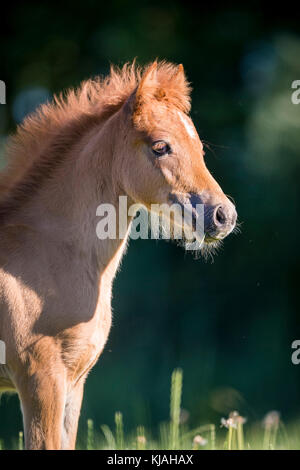 Deutsches Reitpony. Portrait von Kastanien Filly-Fohlen. Deutschland Stockfoto