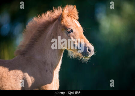 Deutsches Reitpony. Portrait von Kastanien Filly-Fohlen. Deutschland Stockfoto