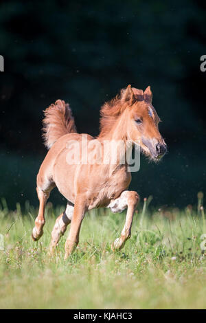 Deutsches Reitpony. Chestnut Stutfohlen - Fohlen galoppierenden auf einer Wiese. Deutschland Stockfoto