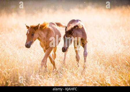 Deutsches Reitpony. Zwei Fohlen (Bay und Kastanien) in hohen trockenes Gras, Abendlicht. Deutschland Stockfoto