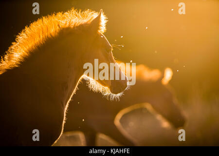 Deutsches Reitpony. Zwei Fohlen im Abendlicht. Deutschland Stockfoto