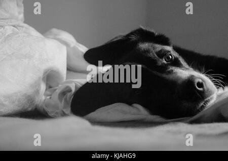 Schwarz/Weiß-Bild mit dem Border Collie bei Camera suchen Stockfoto