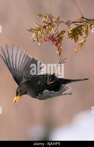 Amsel (Turdus merula). Männliche Fütterung auf Gefüllte Schneeball Beeren (Viburnum opulus) in einem Garten. Stockfoto