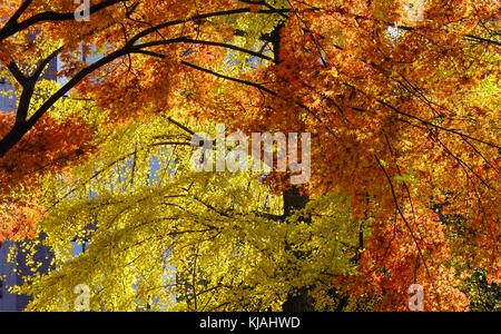 Bäume im Herbst bei Rikugien Garten in Tokio, Japan. Rikugien Garten (rikugi-en) ist ein Tokyo Metropolitan Park in Bunkyo-ku. Stockfoto