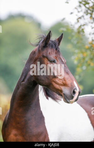 American Indian Horse. Portrait von skewbald Erwachsenen. Deutschland Stockfoto