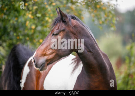 American Indian Horse. Portrait von skewbald Erwachsenen. Deutschland Stockfoto