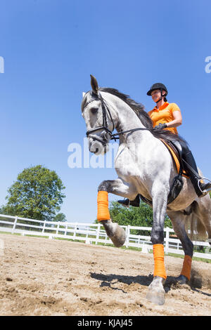 Reine Spanische Pferd, Andalusische. Reiter auf juveniler grauer Hengst Galopp auf einem Reitplatz. Österreich Stockfoto