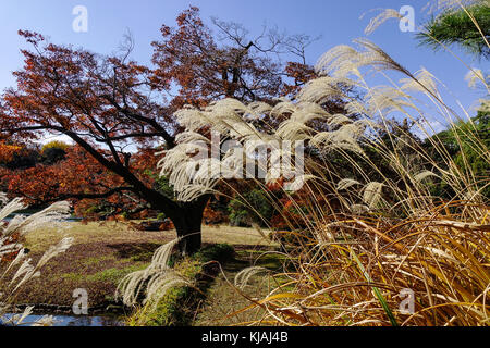 Herbst Landschaft bei Rikugien Garten in Tokio, Japan. Rikugien Garten (rikugi-en) ist ein Tokyo Metropolitan Park in Bunkyo-ku. Stockfoto