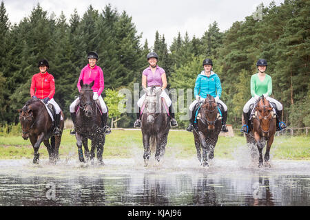 Hannoveraner Pferd. Fünf Fahrer auf Warmblut Pferde laufen durch Wasser. Deutschland Stockfoto