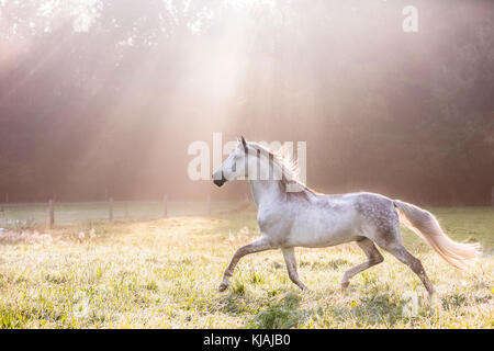 Reine Spanische Pferd, Andalusische. Schimmelwallach Trab auf einer Wiese an einem nebligen Morgen im Herbst. Deutschland Stockfoto